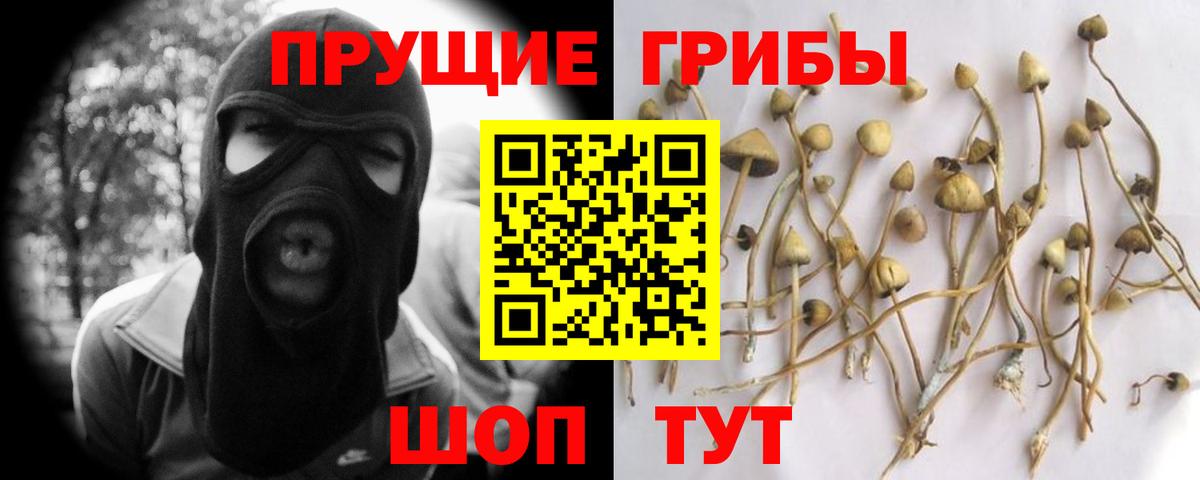 Сланцы  где купить   Галлюциногенные грибы Cubensis  Вход с VPN  Псилоцибиновые грибы прущие грибы 